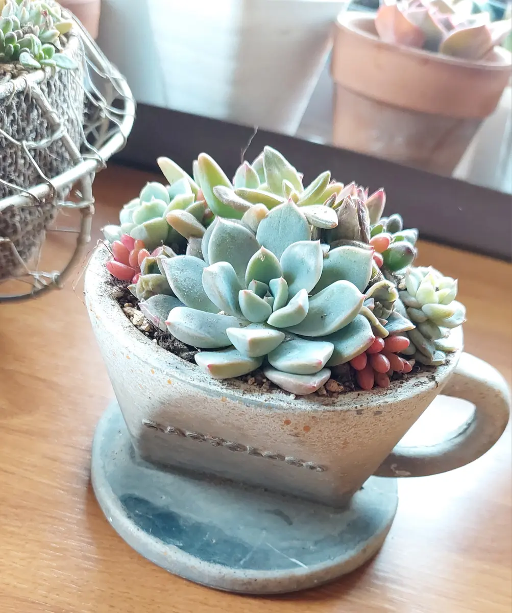 多肉植物 青と黄色の陶器鉢 多肉植物 青と黄色の陶器鉢
