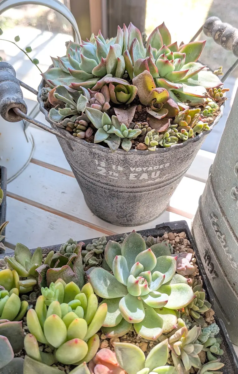 挿し芽で育てた多肉を使って寄せ植えに「多肉さんたち」のアルバム