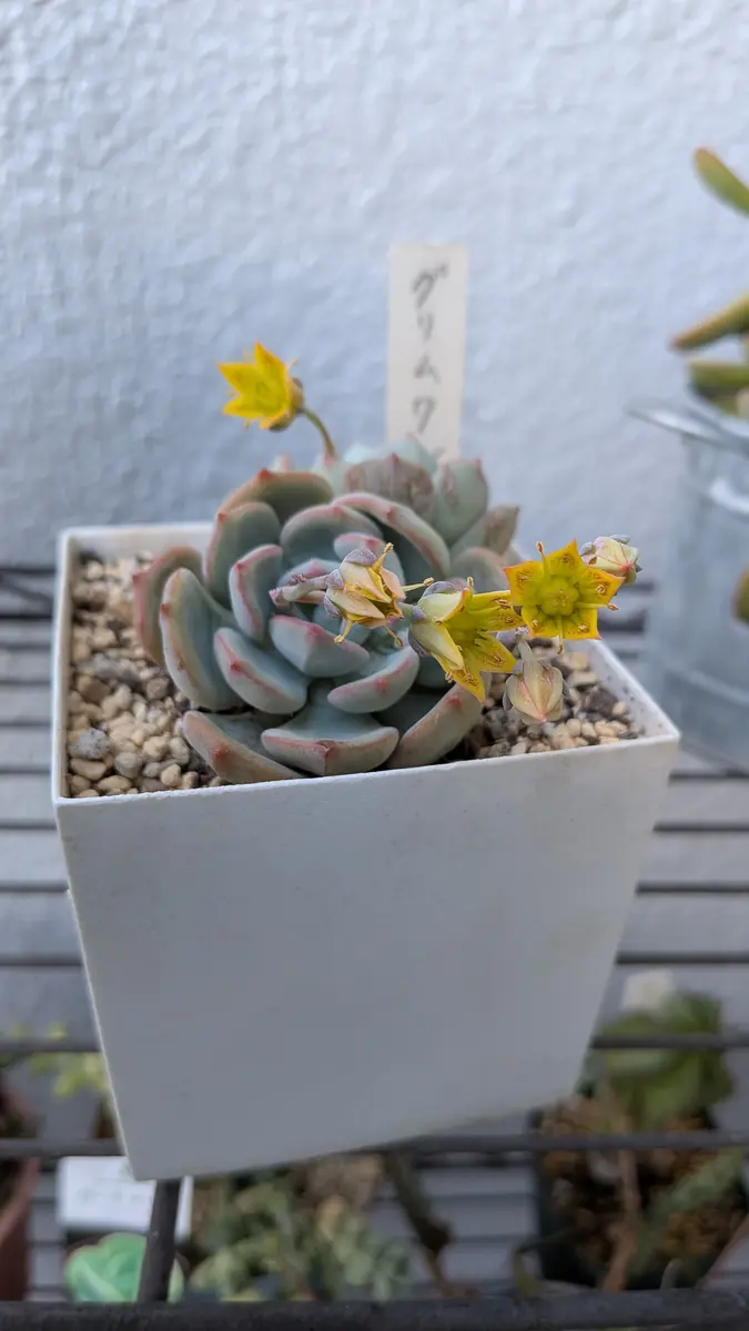 多肉植物　エケベリア　グリムワン　㉑ グリムワン 雑な私の育て方【多肉植物】│はちクラブ