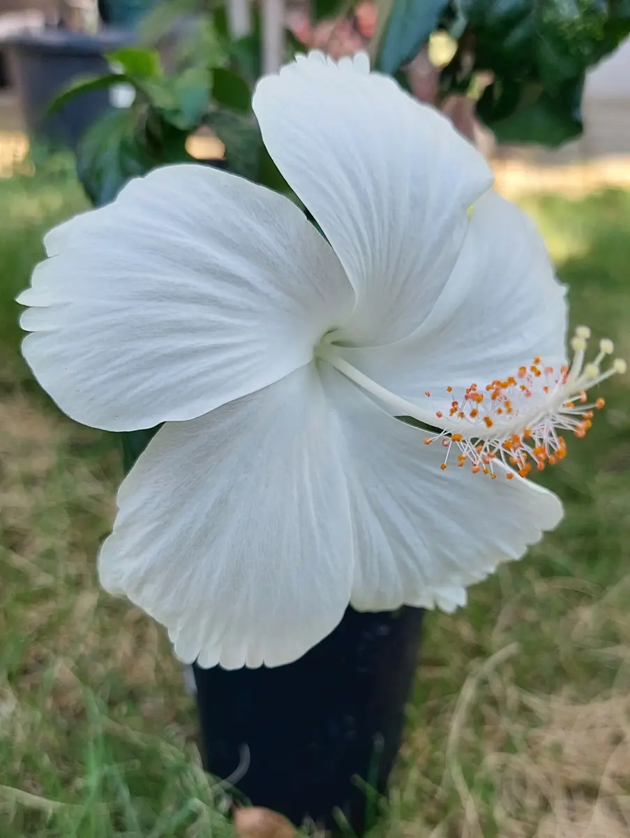 白いハイビスカス「常夏の香り」「お庭の花達」のアルバム-みんなの