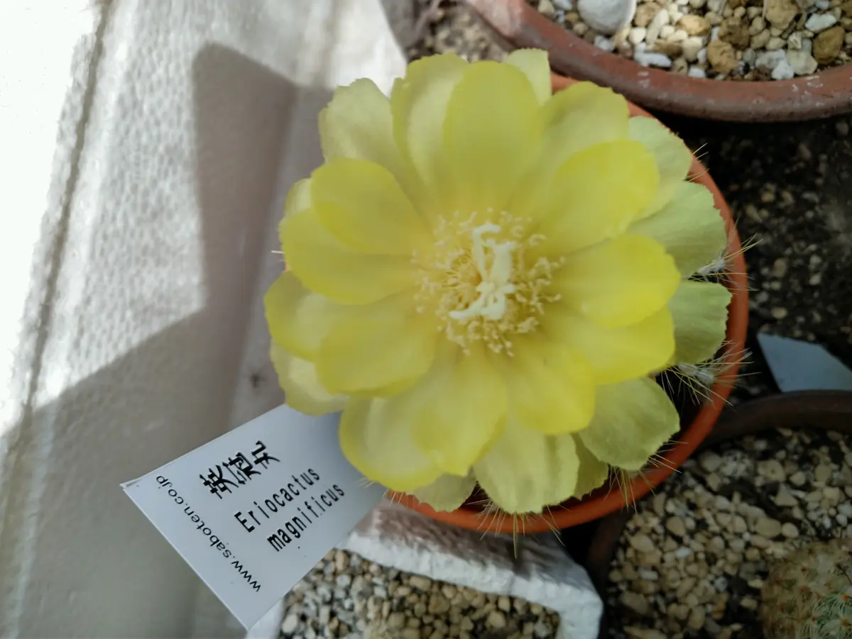 栄冠丸が咲きました🌵キレイな黄色「多肉植物、サボテン」のアルバム