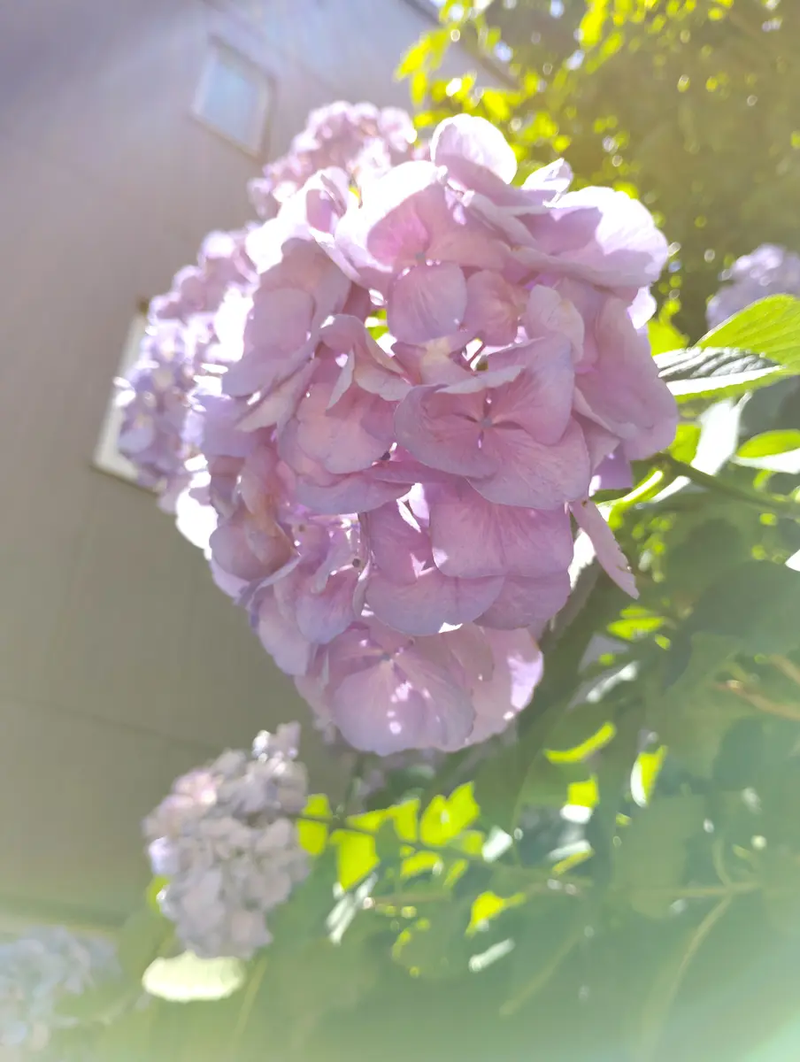 May26撮影 紫陽花の季節になりました「お出かけ先で」のアルバム