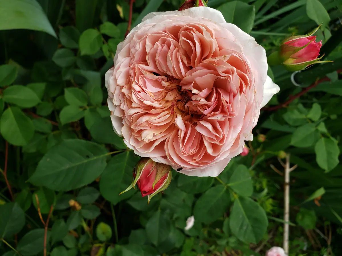 ウィリアムモリス「薔薇」のアルバム-みんなの趣味の園芸1377743