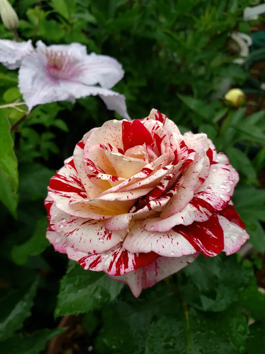 ロックンロール「薔薇」のアルバム-みんなの趣味の園芸1381983