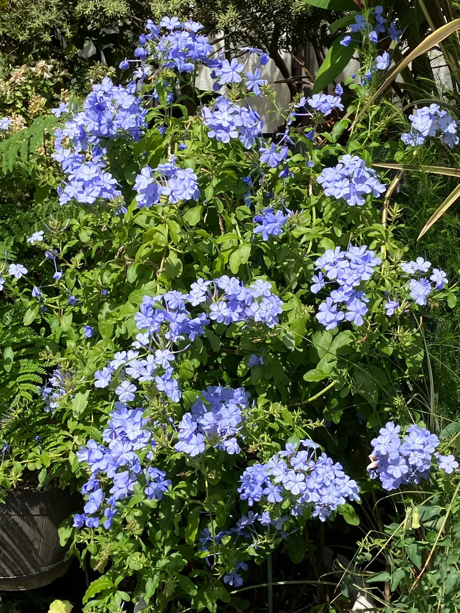 ルリマツリ（プルンバゴ）の写真-みんなの趣味の園芸2295598
