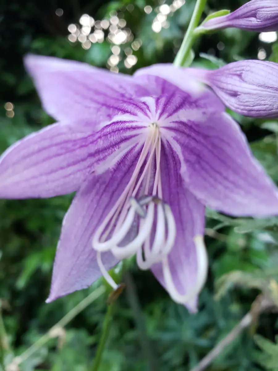 水戸の華花は普通。あまり大きくならな「2020初夏の花」の