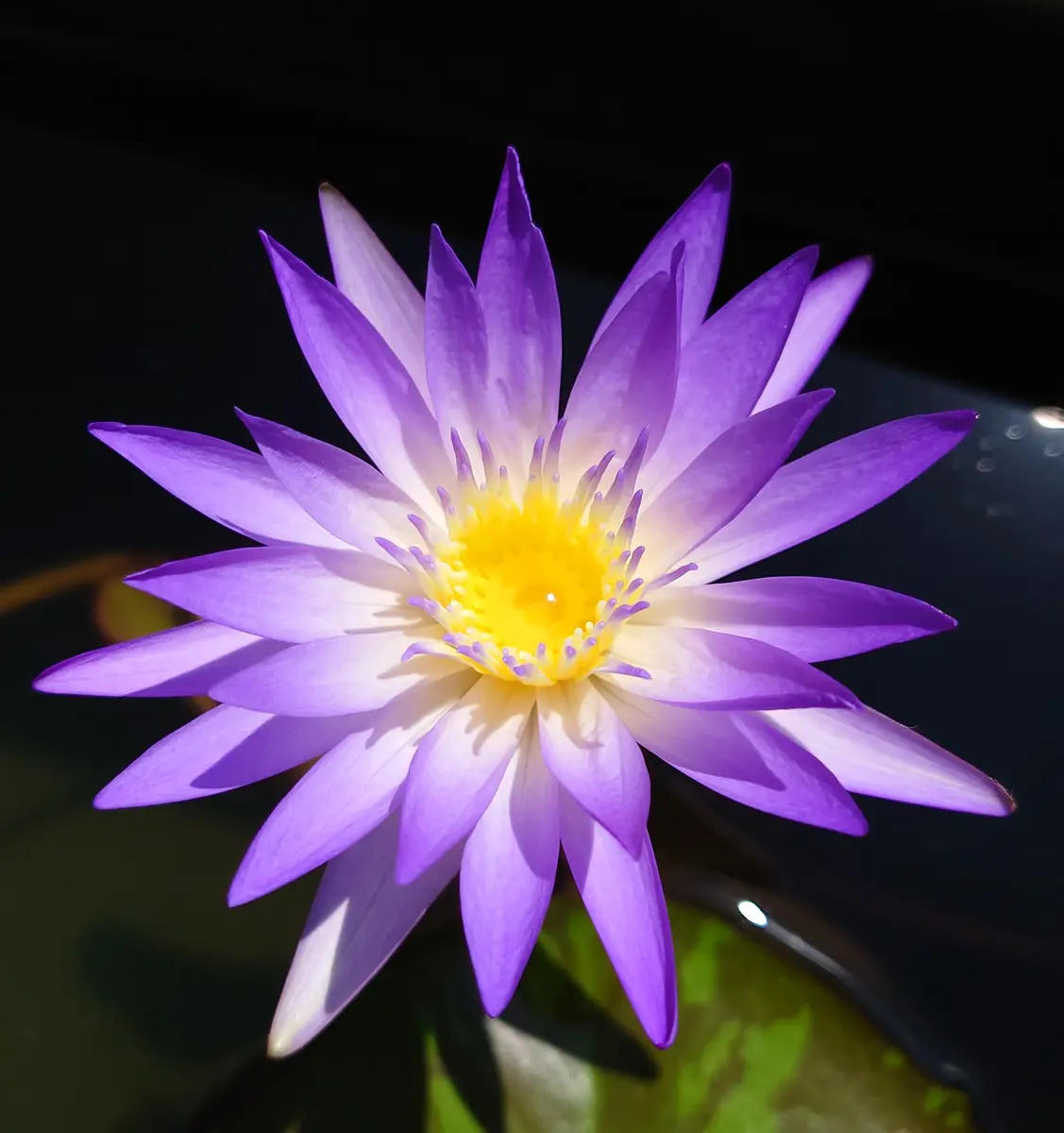 熱帯睡蓮 フィンオーヘーガン(Nympha「ビオトープ」のアルバム