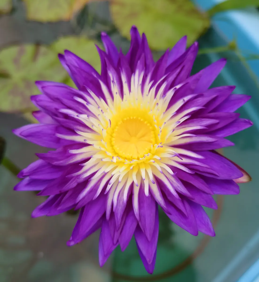 熱帯睡蓮 プラムクレイジー(Nymphaea「ビオトープ」のアルバム