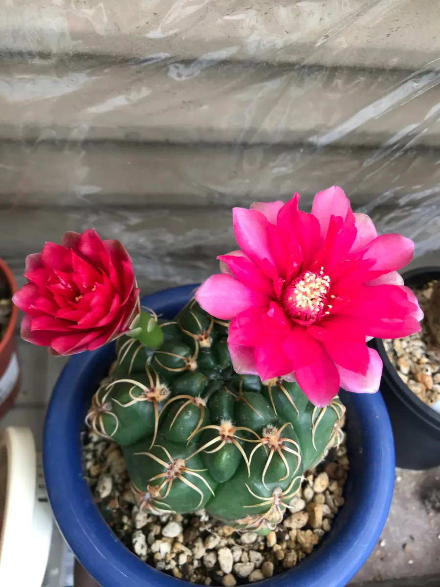 多肉植物　花サボテン　血紋海王丸　実生 ギムノカリキウム'海王丸'の基本情報・育て方｜多肉植物