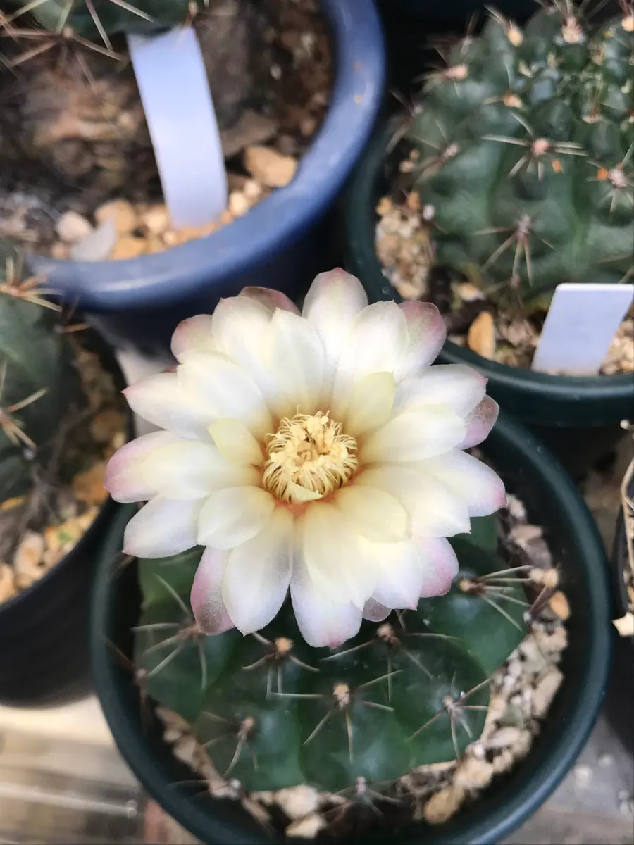 緋花玉の黄色です。珍しい黄色ですよ。サボテン｜アルバム写真
