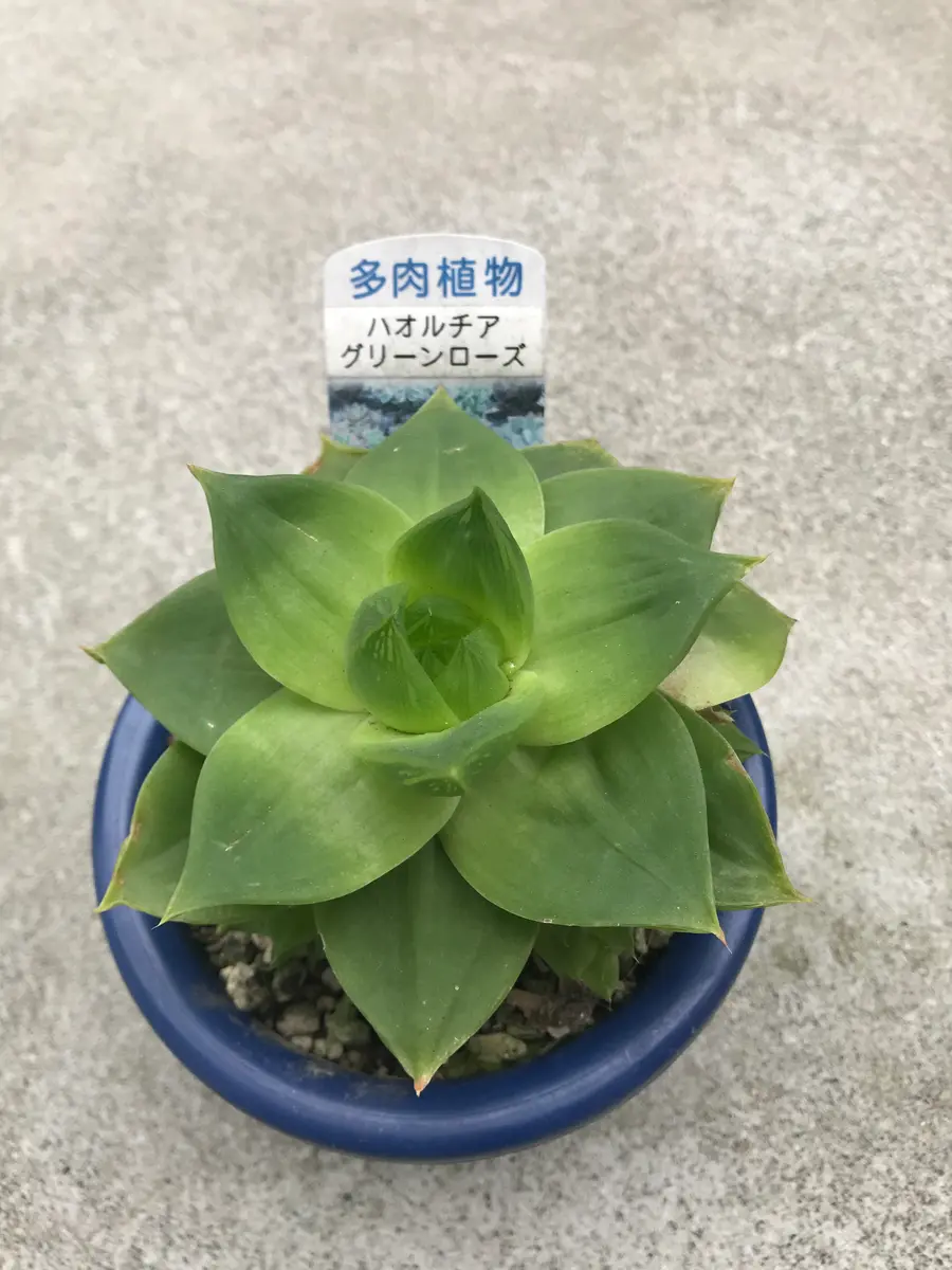 ハオルチア      グリーンローズ ハオルチア グリーン ローズ「多肉植物」のアルバム-みんなの趣味の