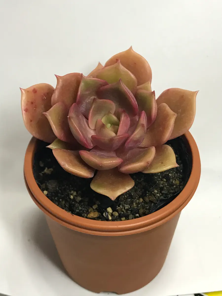 ジェスタ「多肉植物」のアルバム-みんなの趣味の園芸1138745