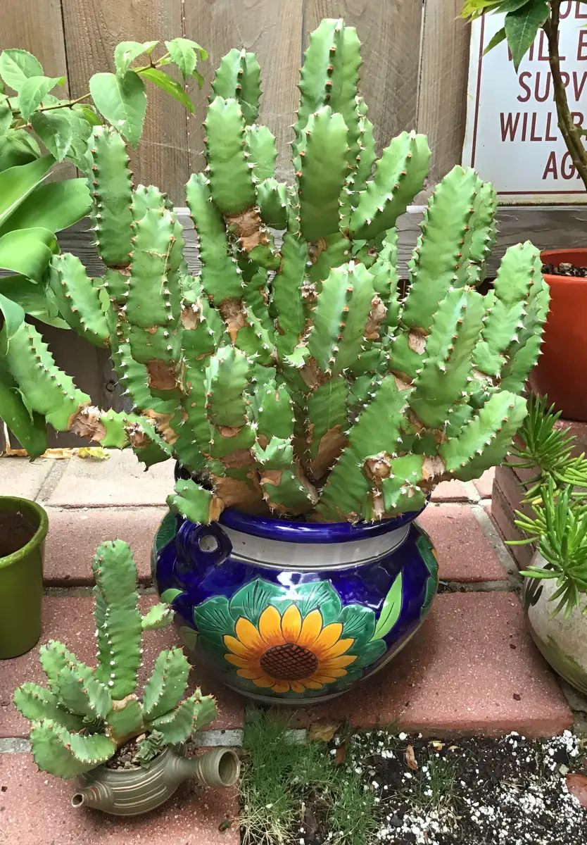 希少品！70s〜ネイティブアメリカン　カクタス花サボテン金属置物　メキシコ製雑貨 希少品！70s〜ネイティブアメリカン カクタス花サボテン金属置物