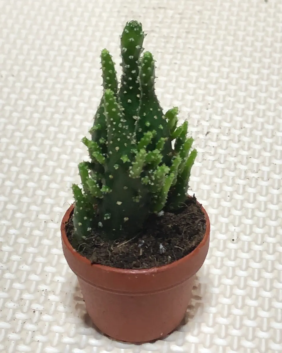 オプンチア属マーベリックのマーちゃん「多肉植物の仲間たち」の