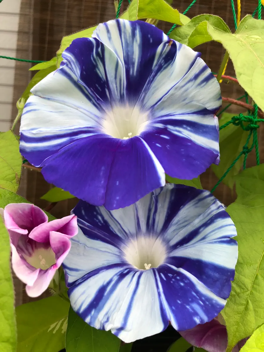 2020.7.13粋な朝顔、藍シマシマ(^○^)「朝顔のグリーンカーテン2020