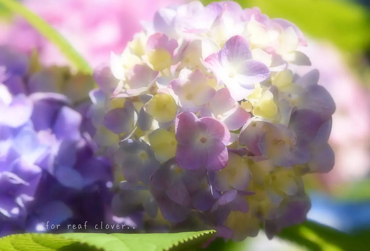 パステルカラーなグラデーションが素敵「紫陽花」のアルバム