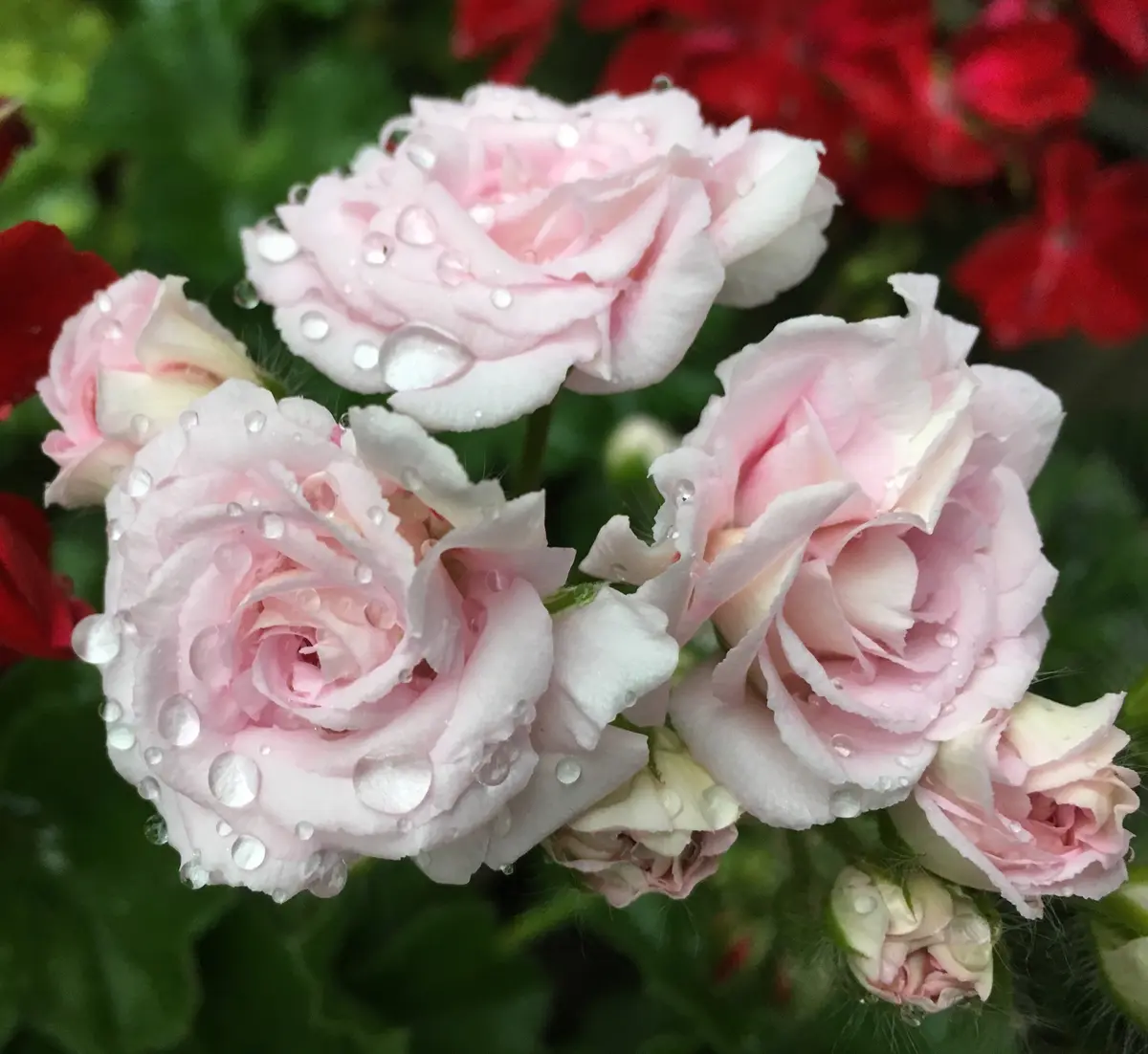 61 ＊ピンクの可愛い薔薇咲きゼラニウム（ミルフィーユローズ）❤️