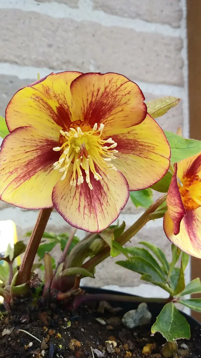 クリスマスローズ(杉山交配)ゴールド「我が家の庭」のアルバム