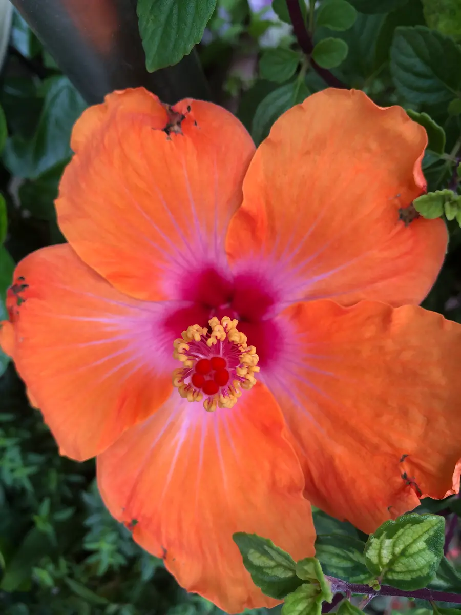 ハイビスカス 常夏の香り「2020年8月」のアルバム-みんなの趣味の園芸