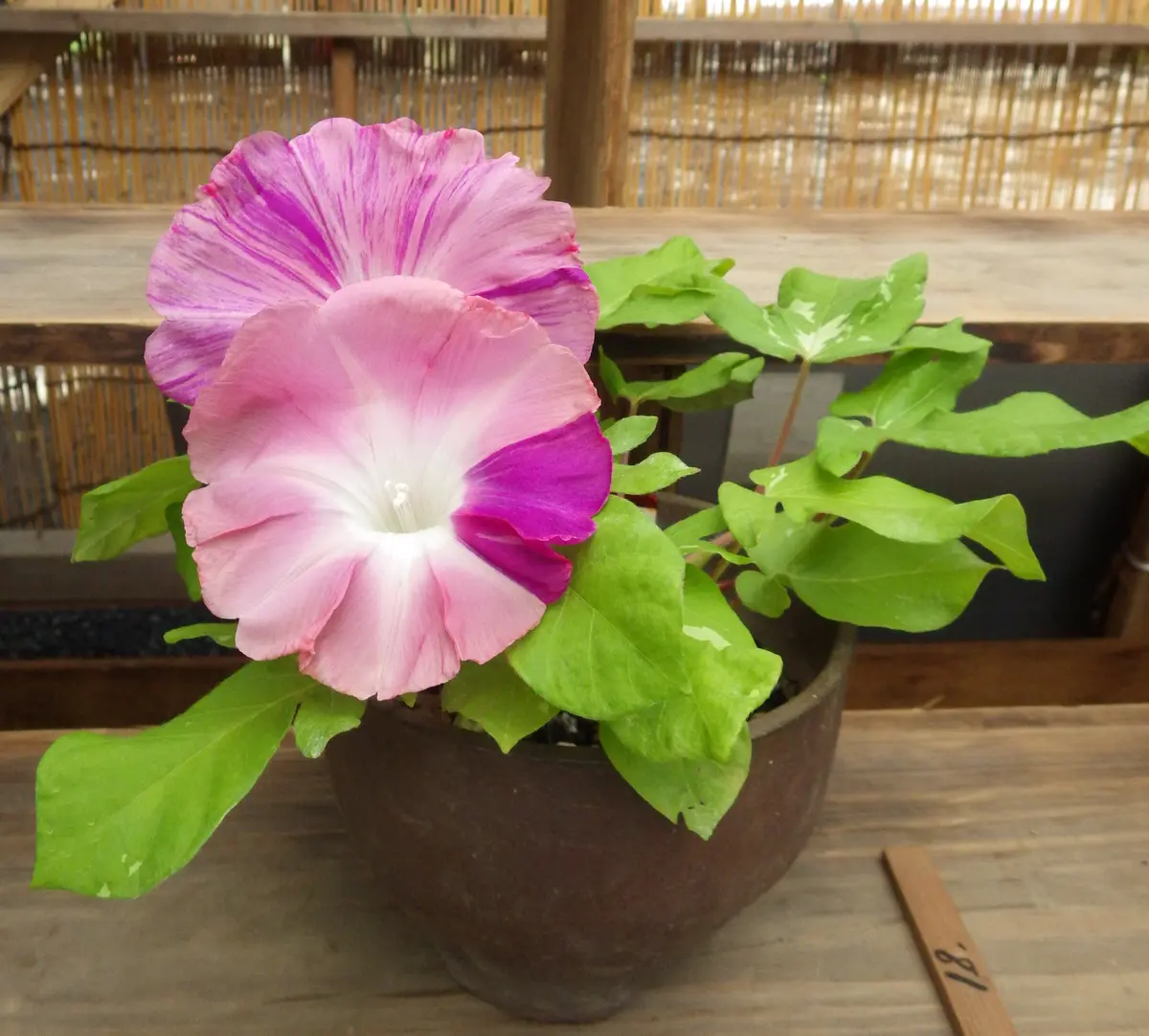 刷毛目 杜の茜雲「2020.8.1 靖国神社 東京あさがお会 奉納朝顔展」の