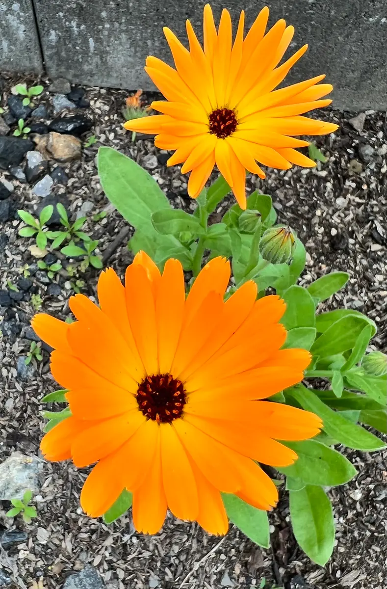 キンセンカ。分かりやすい形。可愛い花。「夏の花」のアルバム
