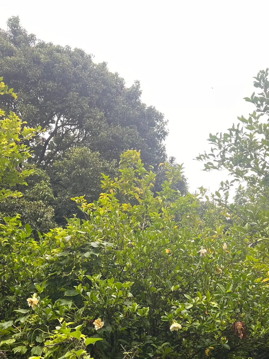 クチナシの大木。甘い香り。「夏の花」のアルバム-みんなの趣味の園芸