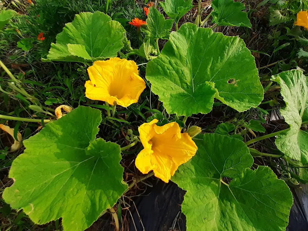 かぼちゃの花。葉っぱも花もやや大きめ「畑の花—夏」のアルバム