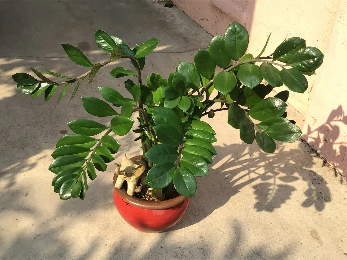 ZZプラントーこのプラントはこの家の最「鉢植え、etc.」のアルバム