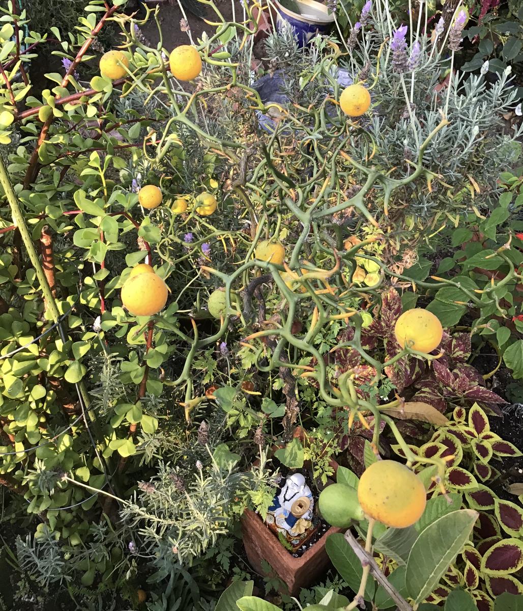 カラタチ（？）／素焼き／20+ネットで...「鉢植え、etc.」のアルバム 