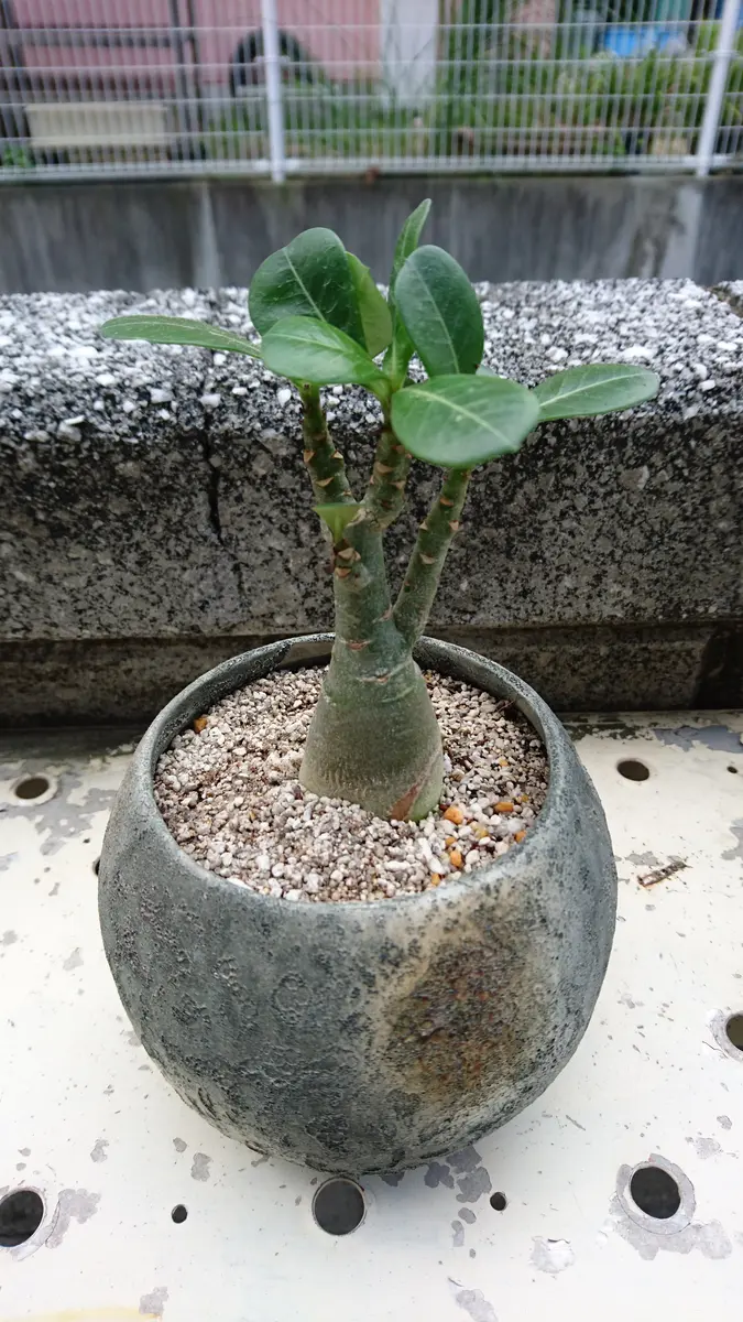 アデニウムの砂漠の薔薇です。塊根部分「チランジア／多肉植物」の