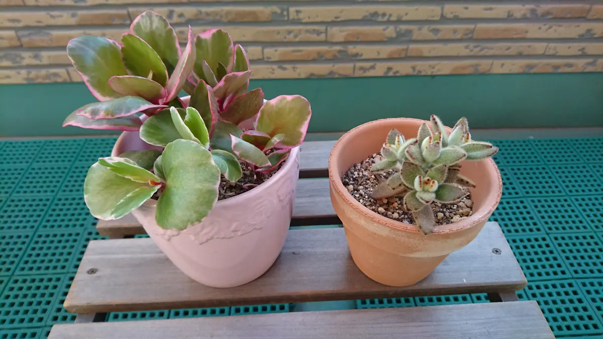 どちらもカランコエ。左側が安曇野錦で「チランジア／多肉植物」の