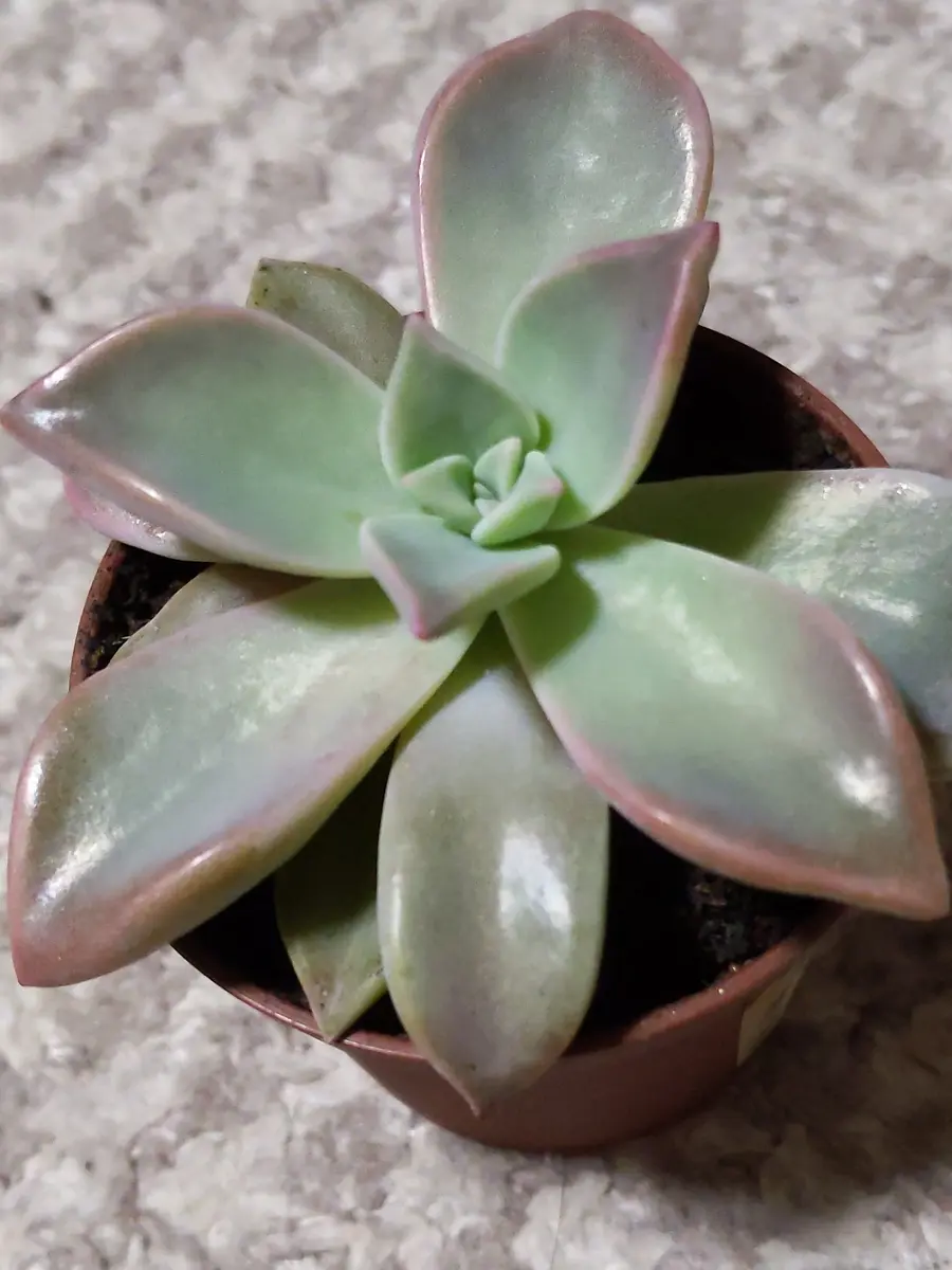 【アイビー】５品種　多肉植物 人気レア品種！☆紫紺の矢 多肉植物 自家繁殖 国産 多肉植物 美