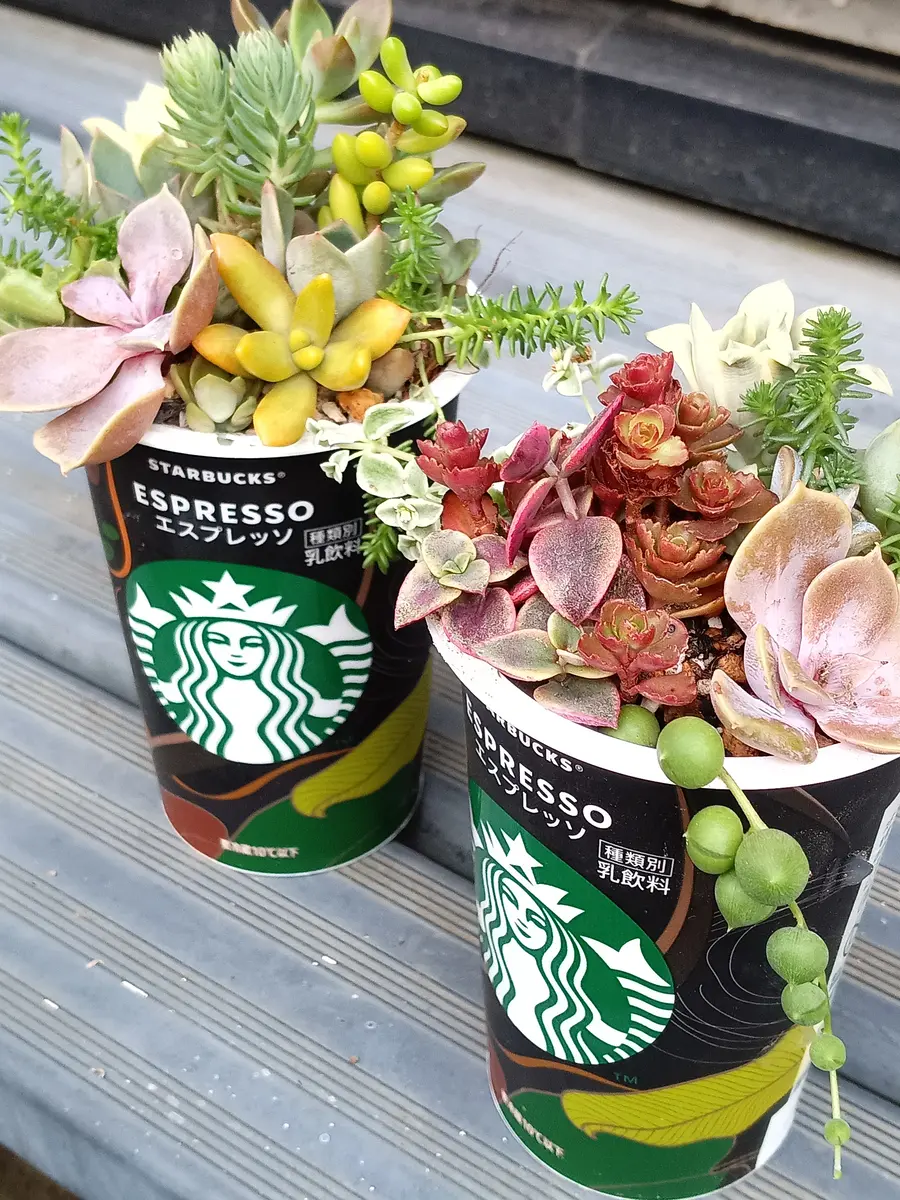 もっと多肉植物が好きになる！多肉を育てる時に役に立つ本や写真