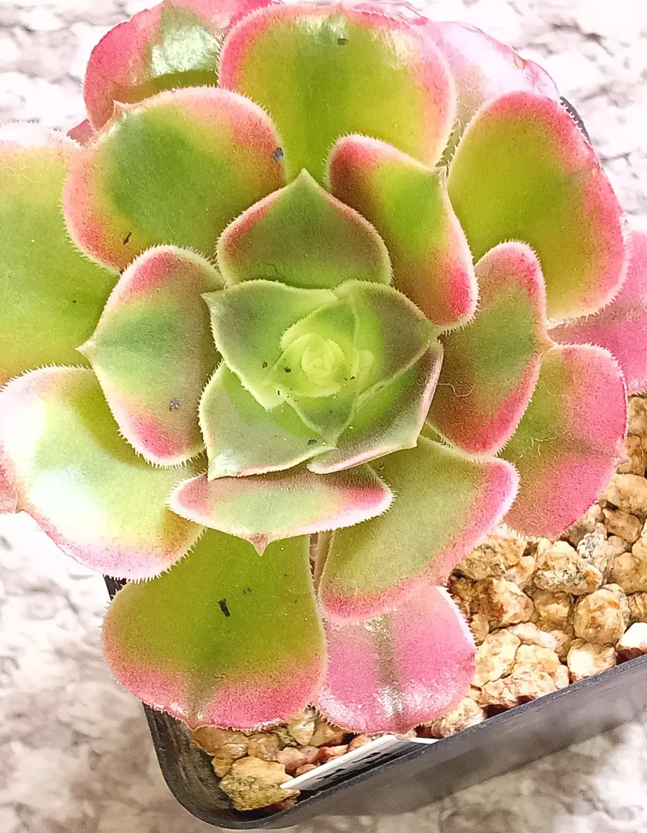 アエオニウム、スィートプリンセス💞「多肉植物ものがたり」のアルバム