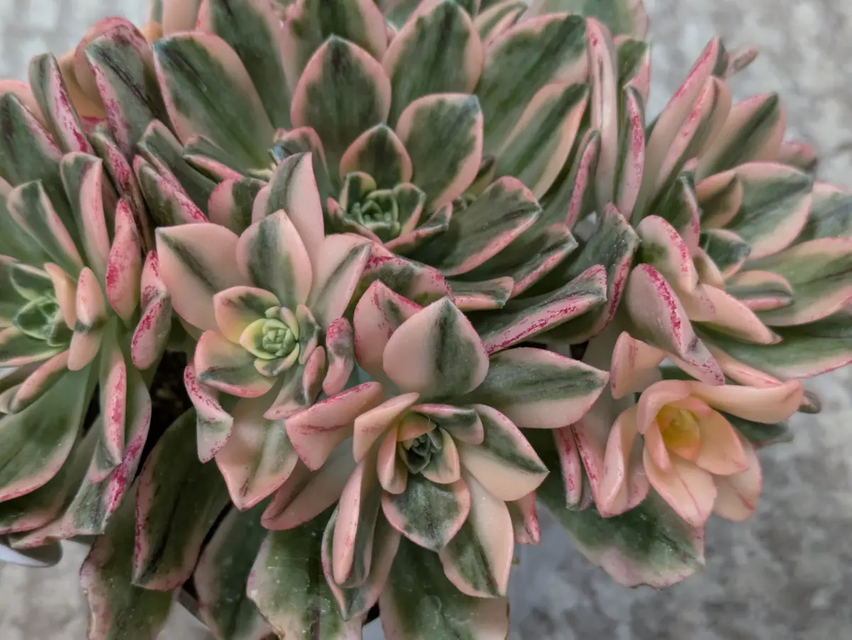 多肉植物アエオニウム錦❤️ 青花瓷❤ 状態図 多肉植物ア工オニウム錦❤️