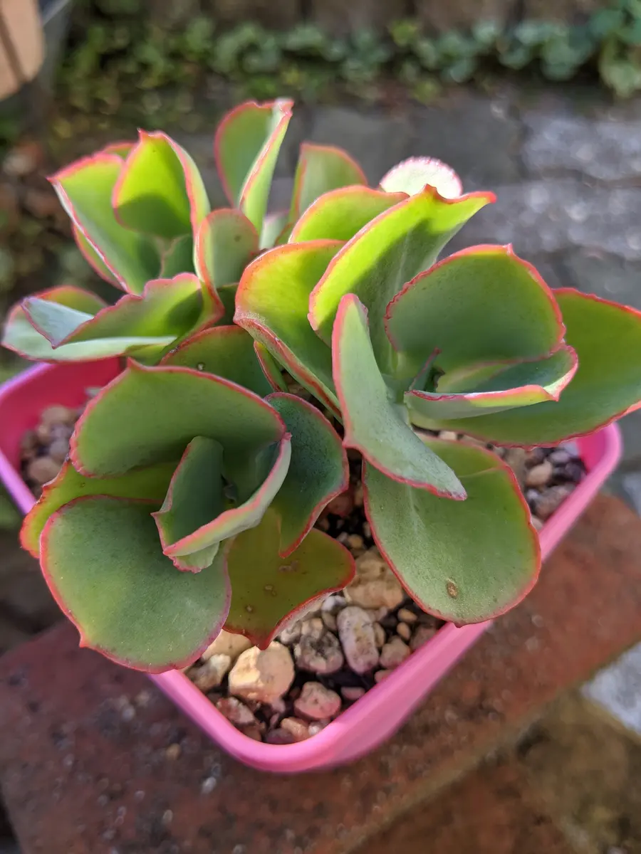 赤い縁取りがかわいい💞、ファーストレディ「多肉植物ものがたり