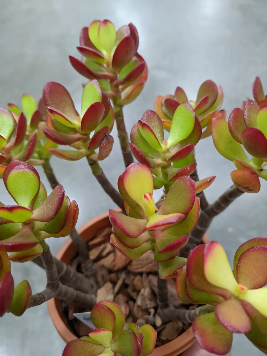 はなこ様おまとめ！✼多肉植物　金のなる木　黄金姫花月木立大きめ抜き苗２ポット①④ 楽天市場】多肉植物 『 黄金姫花月 』 9cmポット苗 （ 金のなる木