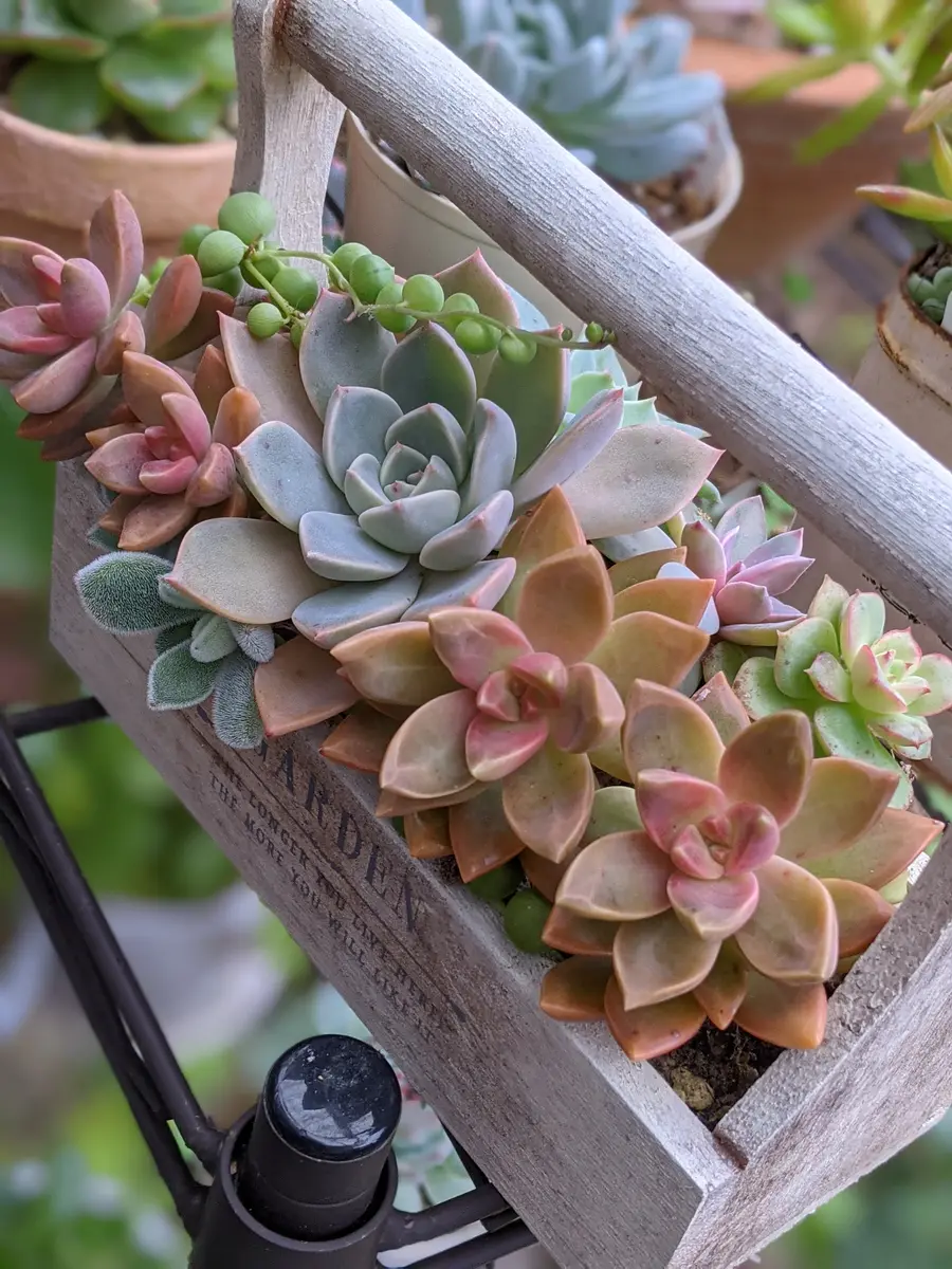 サボテン寄植え木箱❢ 多肉植物 寄せ植え 木箱 ちまちま寄せ