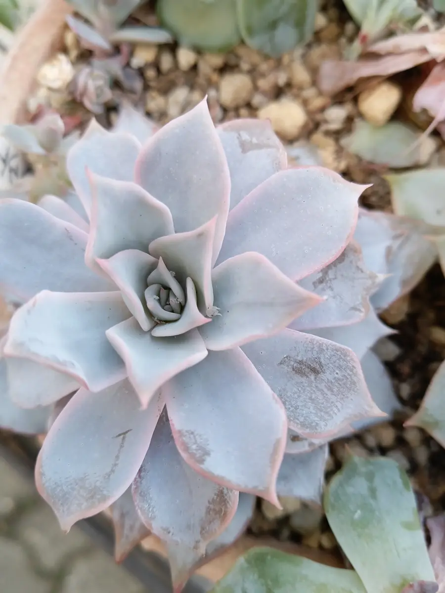 エケベリアのブルークラウド「多肉植物ものがたり」のアルバム