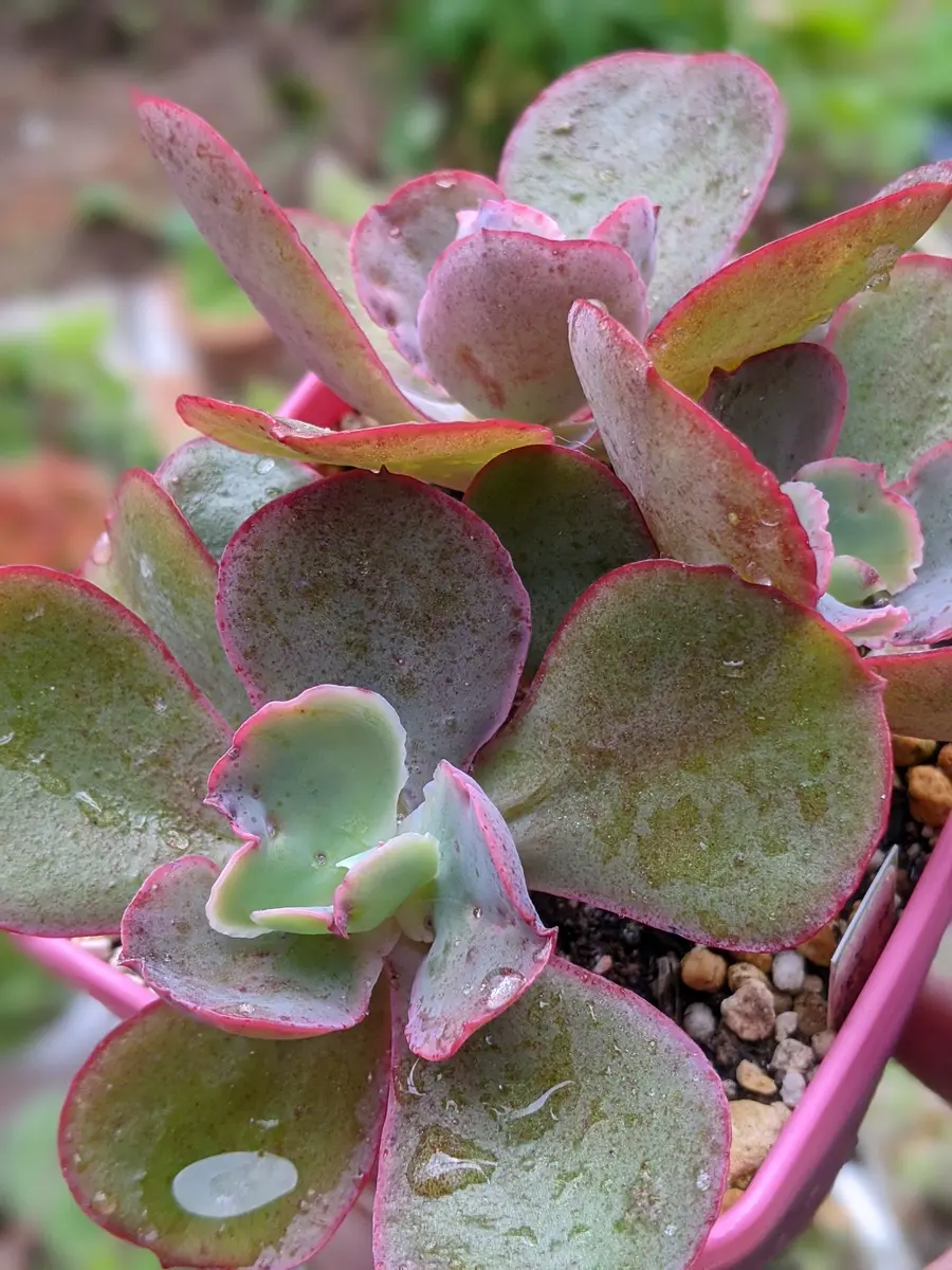 ファーストレディです。赤みが増してます。「多肉植物ものがたり」のアルバム-みんなの趣味の園芸1233880