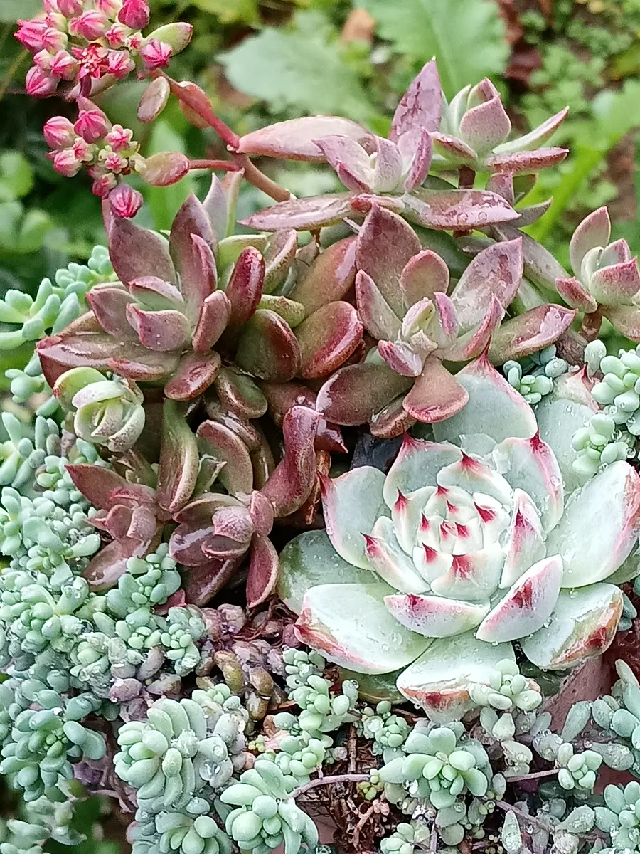 寄せ植え赤いインディカと葉挿しから「多肉植物ものがたり」の