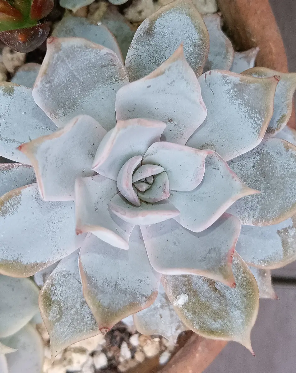 エケベリアブルークラウド「多肉植物ものがたり」のアルバム-みんなの