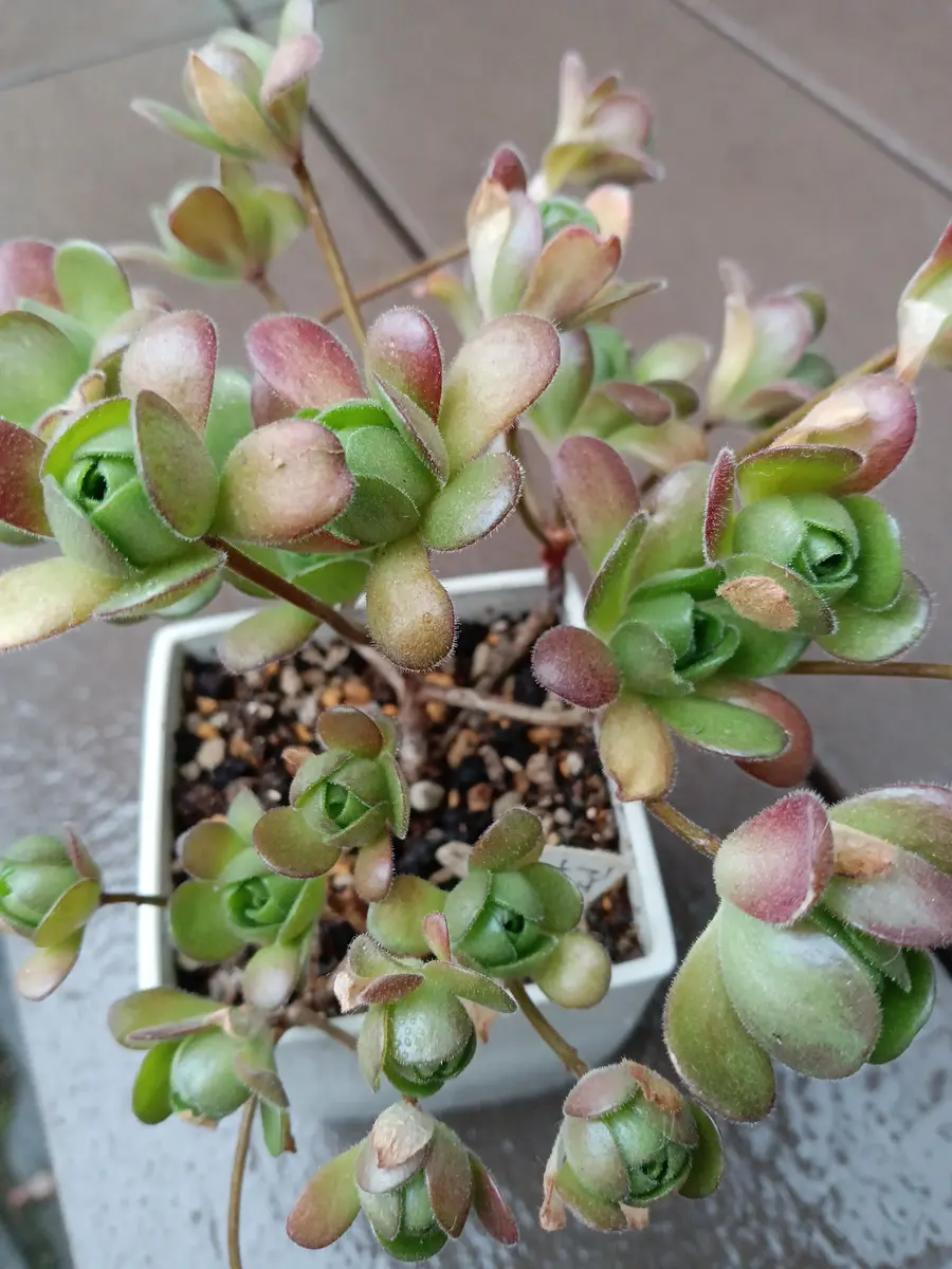 アエオニウムアドニス・サウンデルシ「多肉植物ものがたり