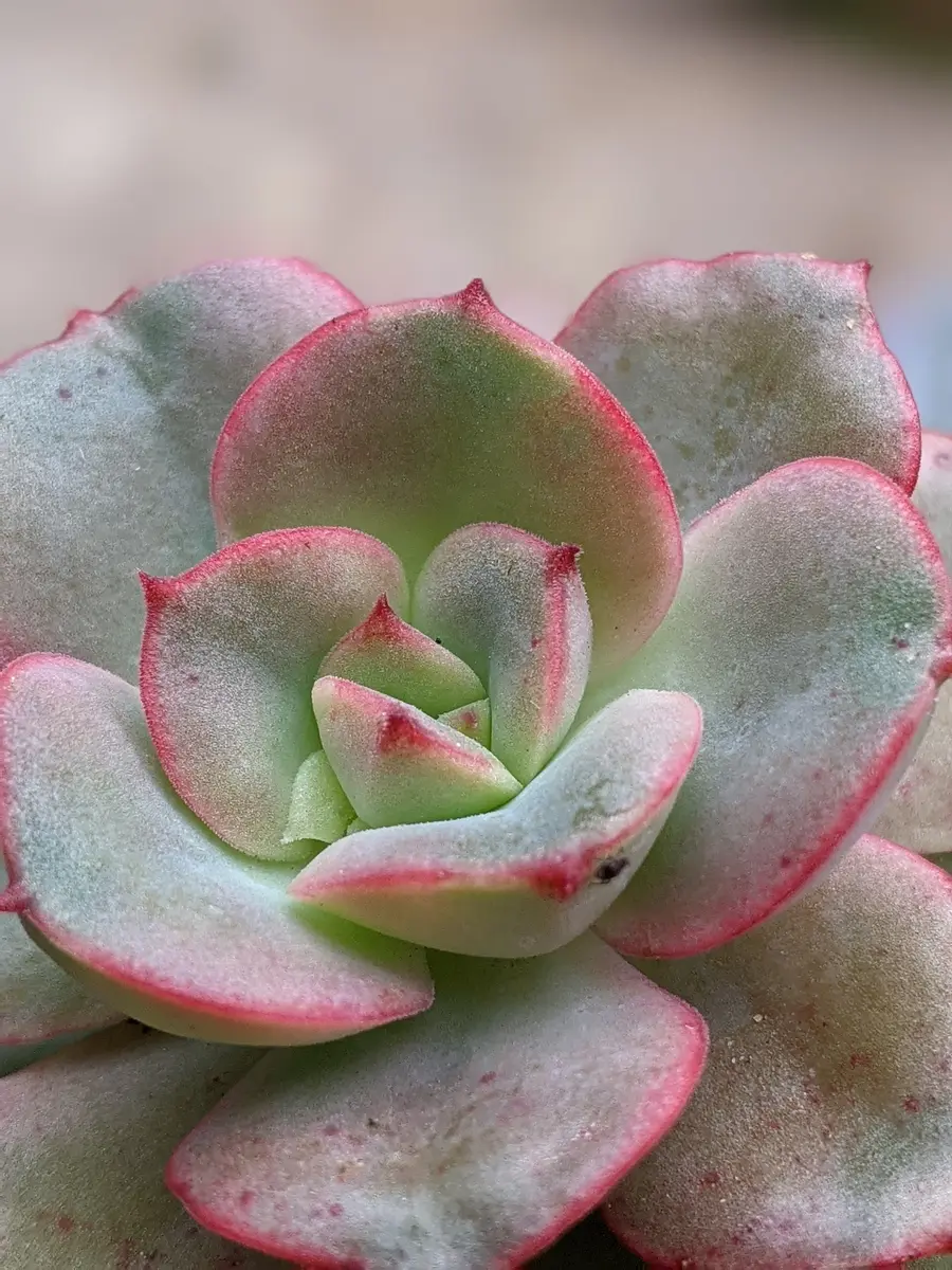 ニクサナ錦?「多肉植物ものがたり」のアルバム-みんなの趣味の園芸1247647