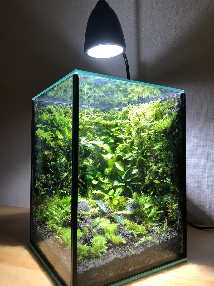 パルダリウム水槽セット/完成品/テラリウム/苔リウム/苔テラリウム 苔 苔もお日様に あててあげよう。 #苔#苔テラリウム