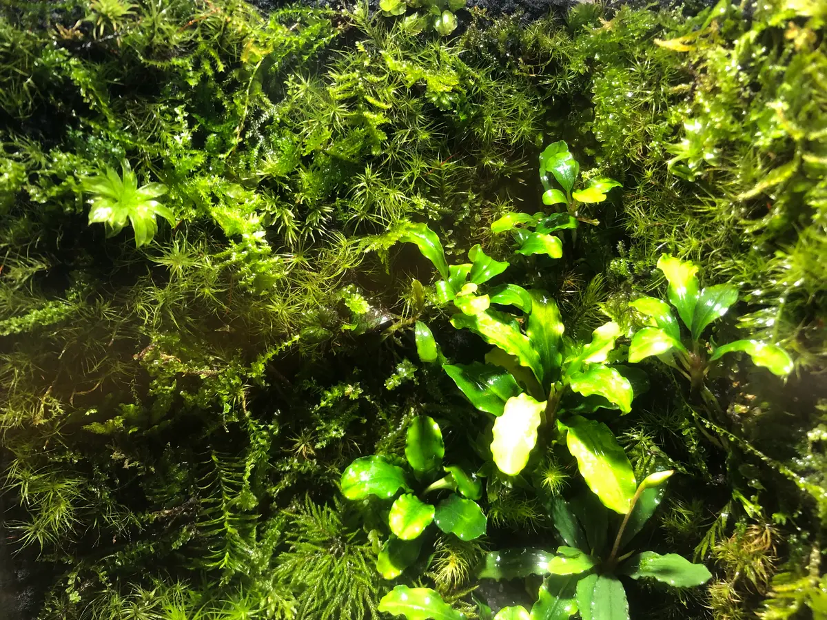 ボルネオ島に自生するブセファランドラ(「熱帯雨林植物 ブセ