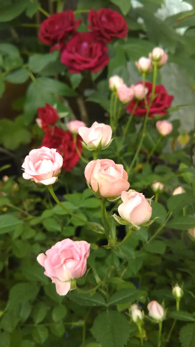 【正規品質保証】 マイクロミニバラさくら🌹花付き良し🙆「我が家のお花」の 花