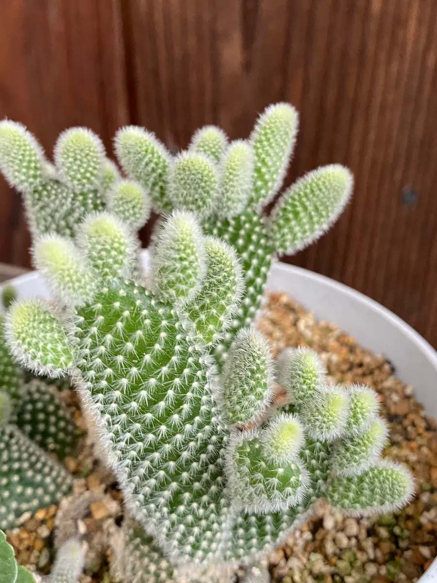 サボテン🌵が千手観音みたいになってき「ころちゃんガーデン 2020