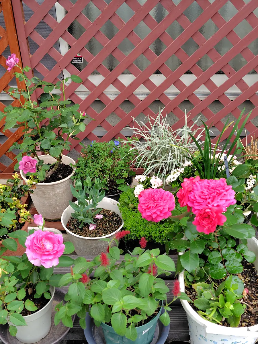 挿木で大きくなった薔薇達です。どれも...「春から夏の庭の花」の 