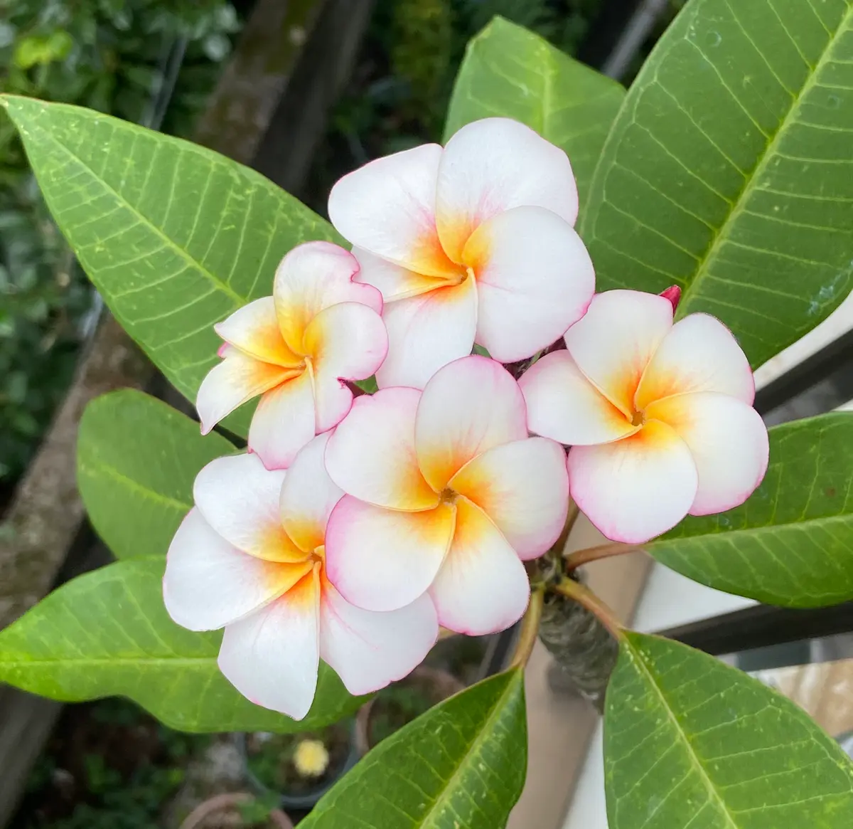 ①番　特大　プルメリア　ジャングルジャックス　ミニホワイト　ハワイ　南国 ①番 特大 プルメリア ジャングルジャックス ミニホワイト